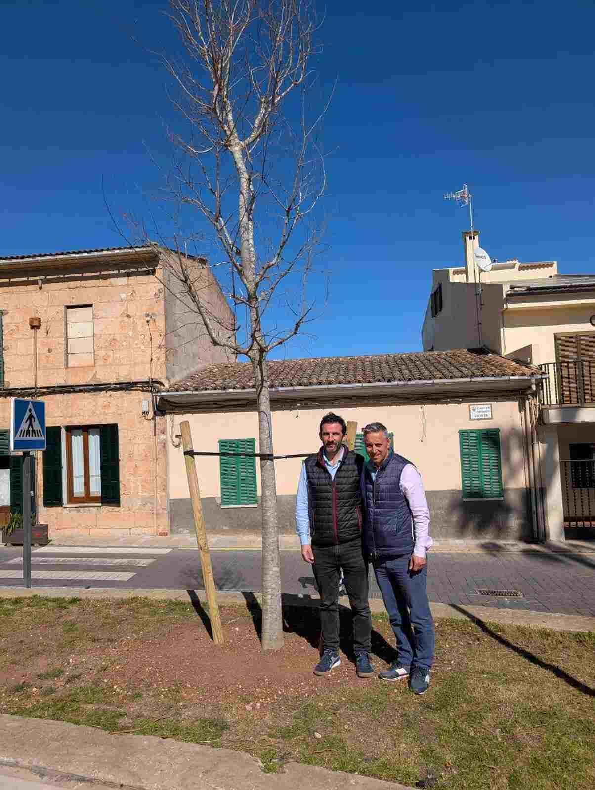 Los regidores Miquel Font y Joan Mestre junto al nuevo lledoner recién plantado en Son Carrió