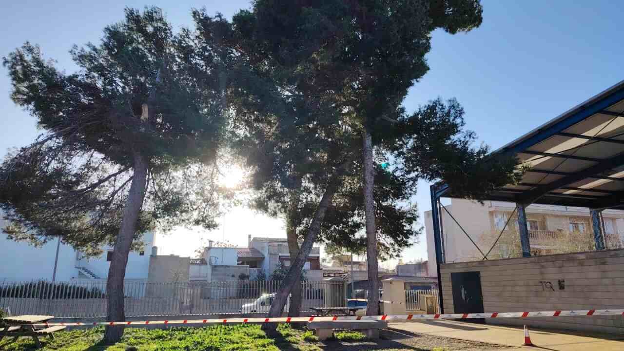 Zona precintada en el polideportivo de s'Illot por riesgo de caída de pinos debido al viento