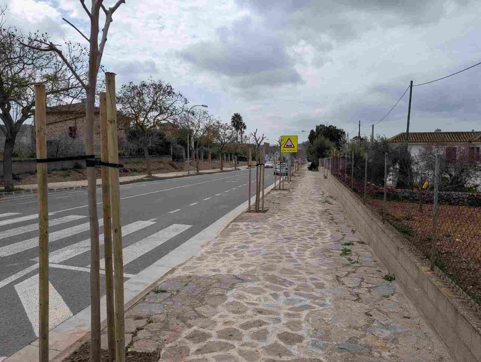 Nueva plantación de moreras con tutores en la acera de la calle Mossèn Galmés de Sant Llorenç