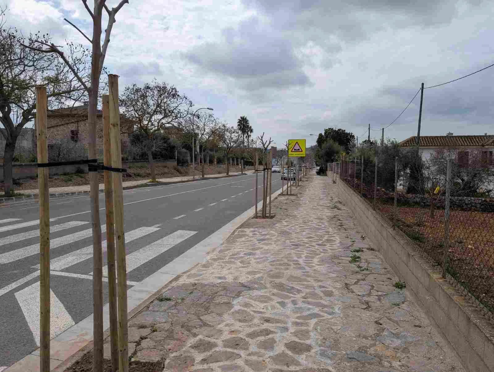 Nueva plantación de moreras con tutores en la acera de la calle Mossèn Galmés de Sant Llorenç