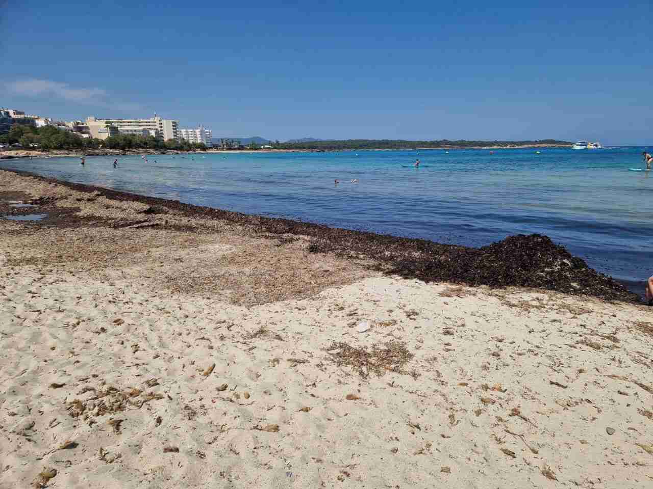 Gran acumulación de algas secas y oscuras cubriendo la arena de la playa de s'Illot en Manacor