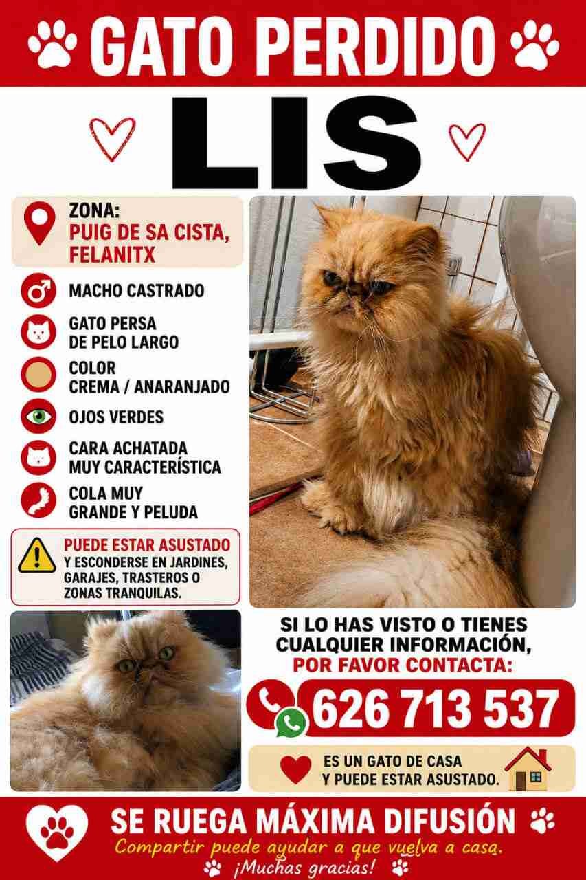Cartel de búsqueda del gato perdido llamado Lis en la zona de Felanitx