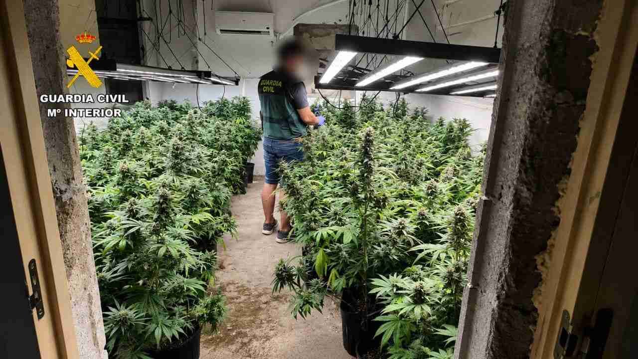 Un agente de la Guardia Civil examina una gran plantación de marihuana en el interior de un chalet de Son Servera okupado