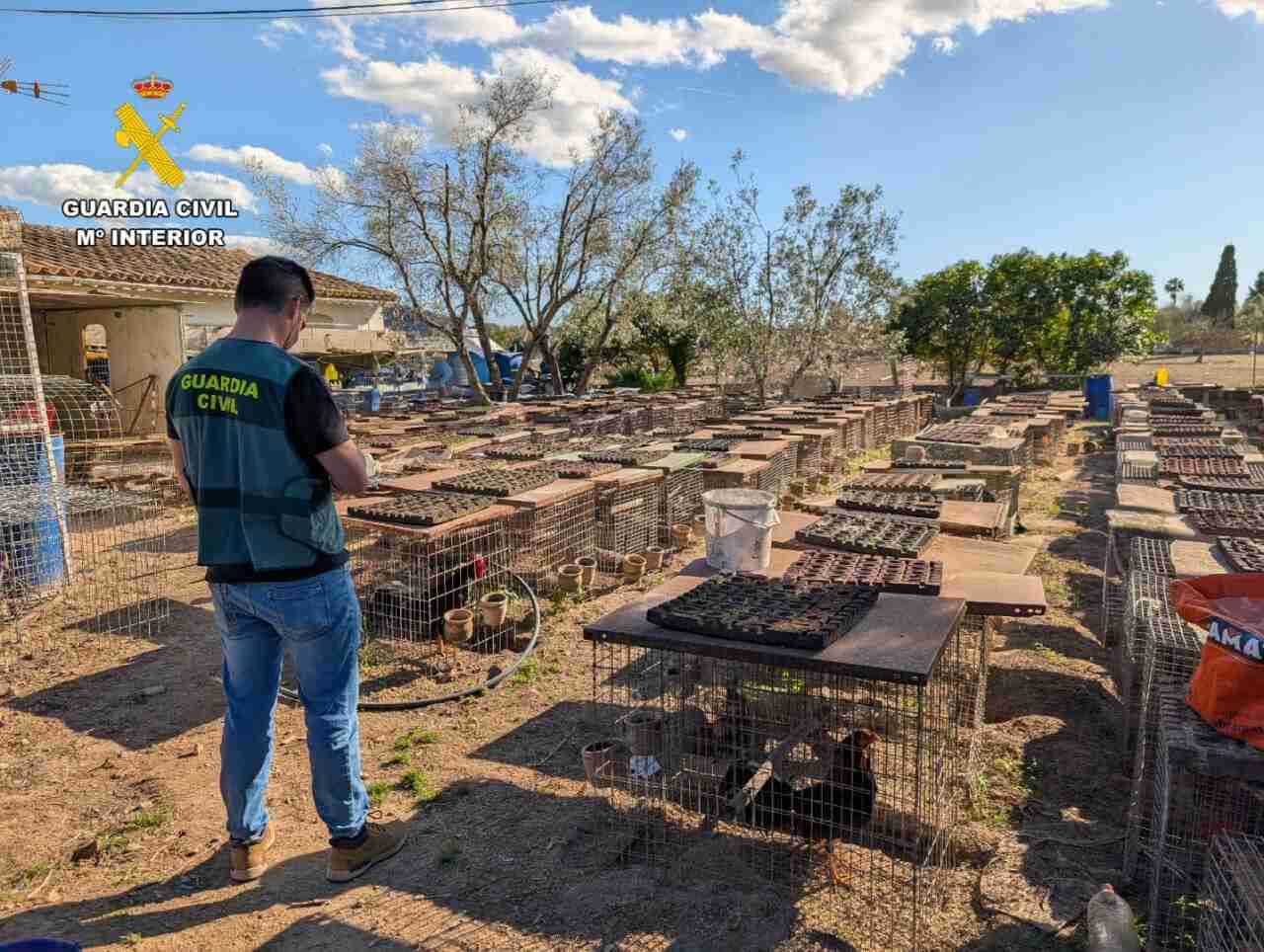 Agente de la Guardia Civil inspeccionando jaulas de gallos de pelea en una finca de Campanet