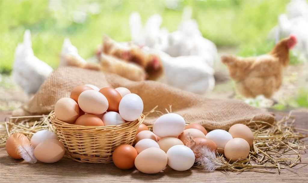 Una cesta de mimbre repleta de huevos frescos camperos sobre paja con gallinas blancas y marrones pastando libres al fondo en un campo verde