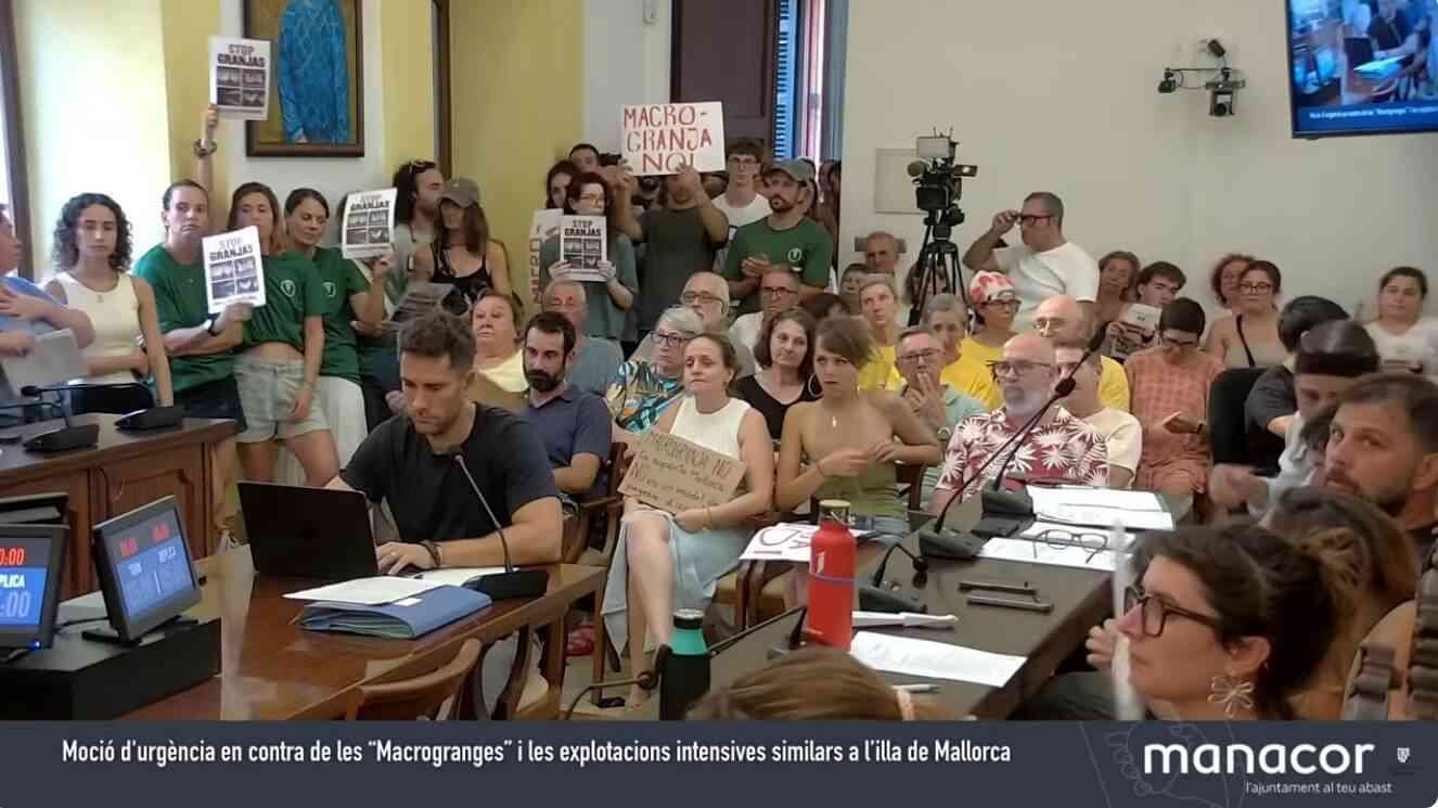 Protesta de los vecinos de Manacor mostrando carteles de "Macrogranja No" en el pleno ordinario de julio del Ayuntamiento