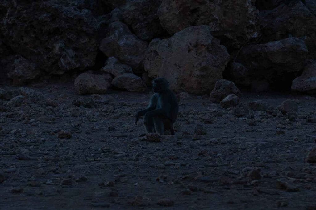 Ejemplar de babuino agazapado en el suelo durante la fase de máxima oscuridad del eclipse solar