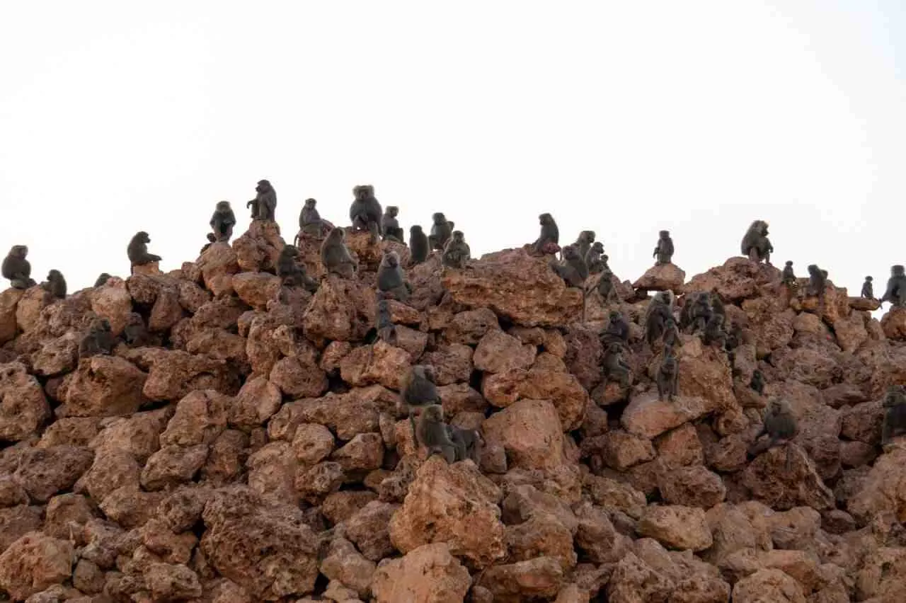 Grupo numeroso de babuinos agrupados en la montaña rocosa de Safari Mallorca para buscar refugio durante el eclipse