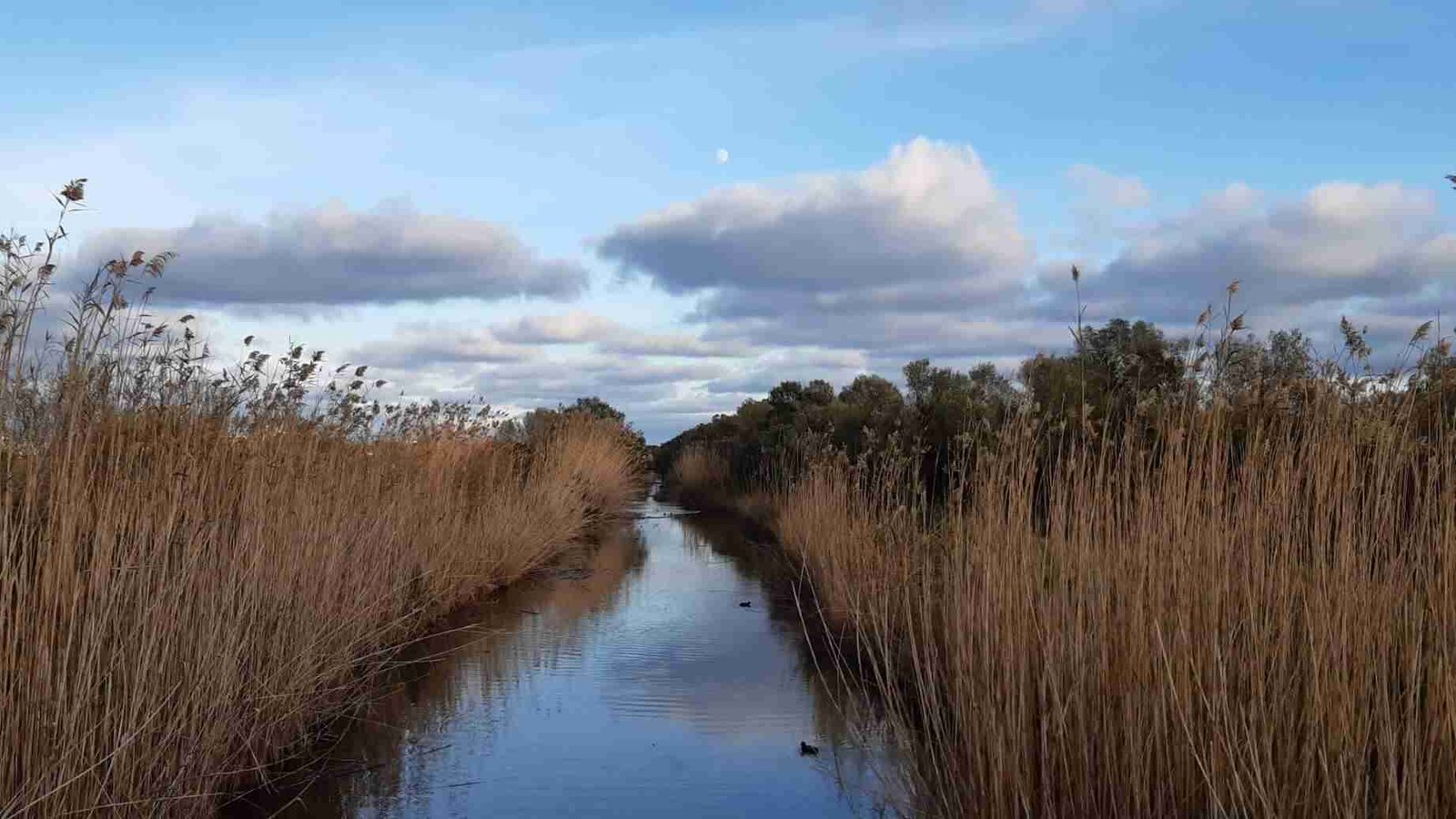 Canal de agua flanqueado por densos cañizales y vegetación bajo un cielo con nubes en el Parque Natural de s’Albufera de Mallorca