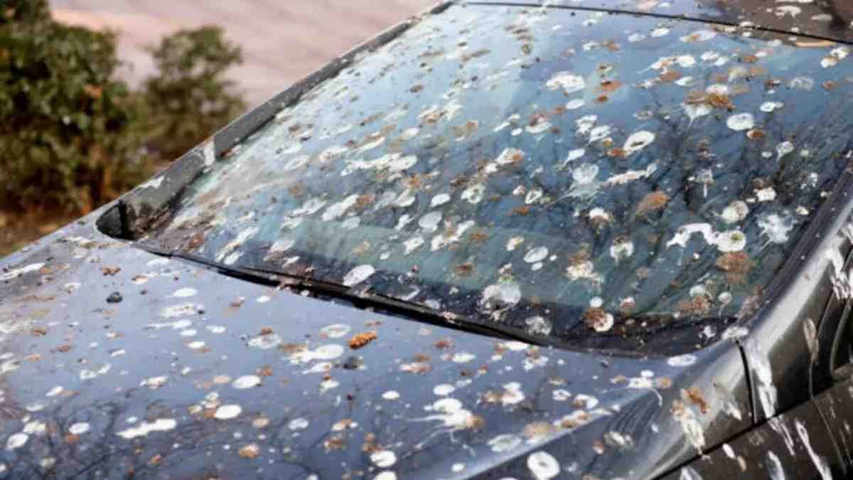 Parabrisas y capó de un vehículo totalmente manchados por excrementos de palomas