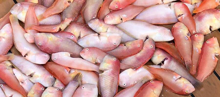 Gran cantidad de ejemplares de raor recién pescados sobre la cubierta de una embarcación