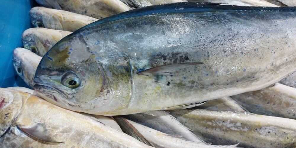 Ejemplar fresco de llampuga en una caja de pesca tradicional en Mallorca