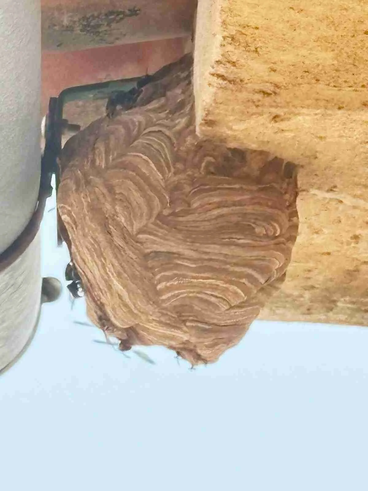 Primer plano de un nido secundario de avispa invasora colgado bajo un saliente