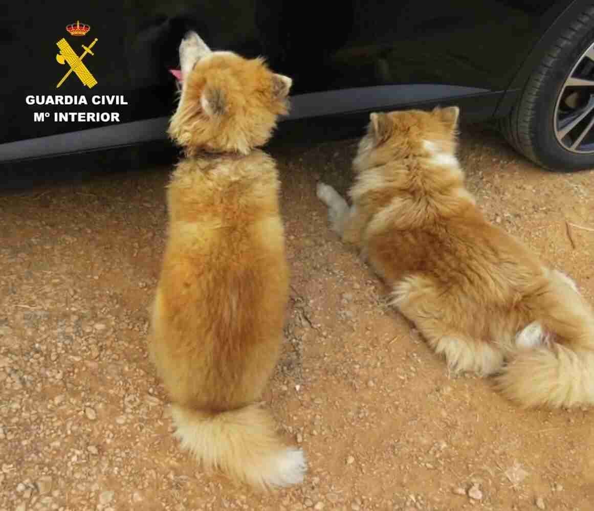 Dos perros de raza Akita Inu rescatados por la Guardia Civil tras un caso de maltrato animal en Santa Eugènia