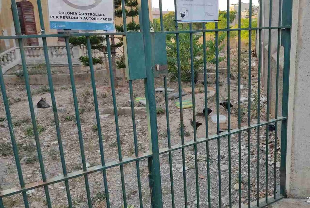 Gatos y aves sueltas en el patio terroso detrás de una cancela metálica verde en Majorica