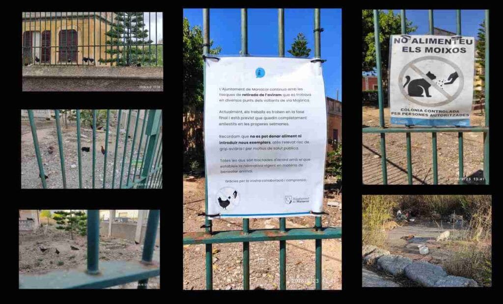 Collage fotográfico con un cartel del Ayuntamiento de Manacor sobre la retirada de aves y escenas de animales en el solar