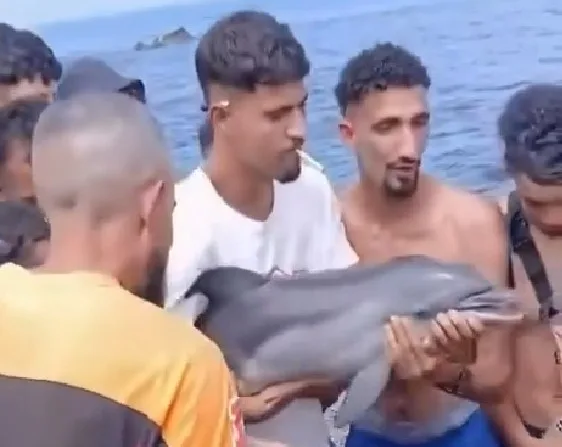 Grupo de inmigrantes ilegales en una playa sujetando a una cría de delfín fuera del agua