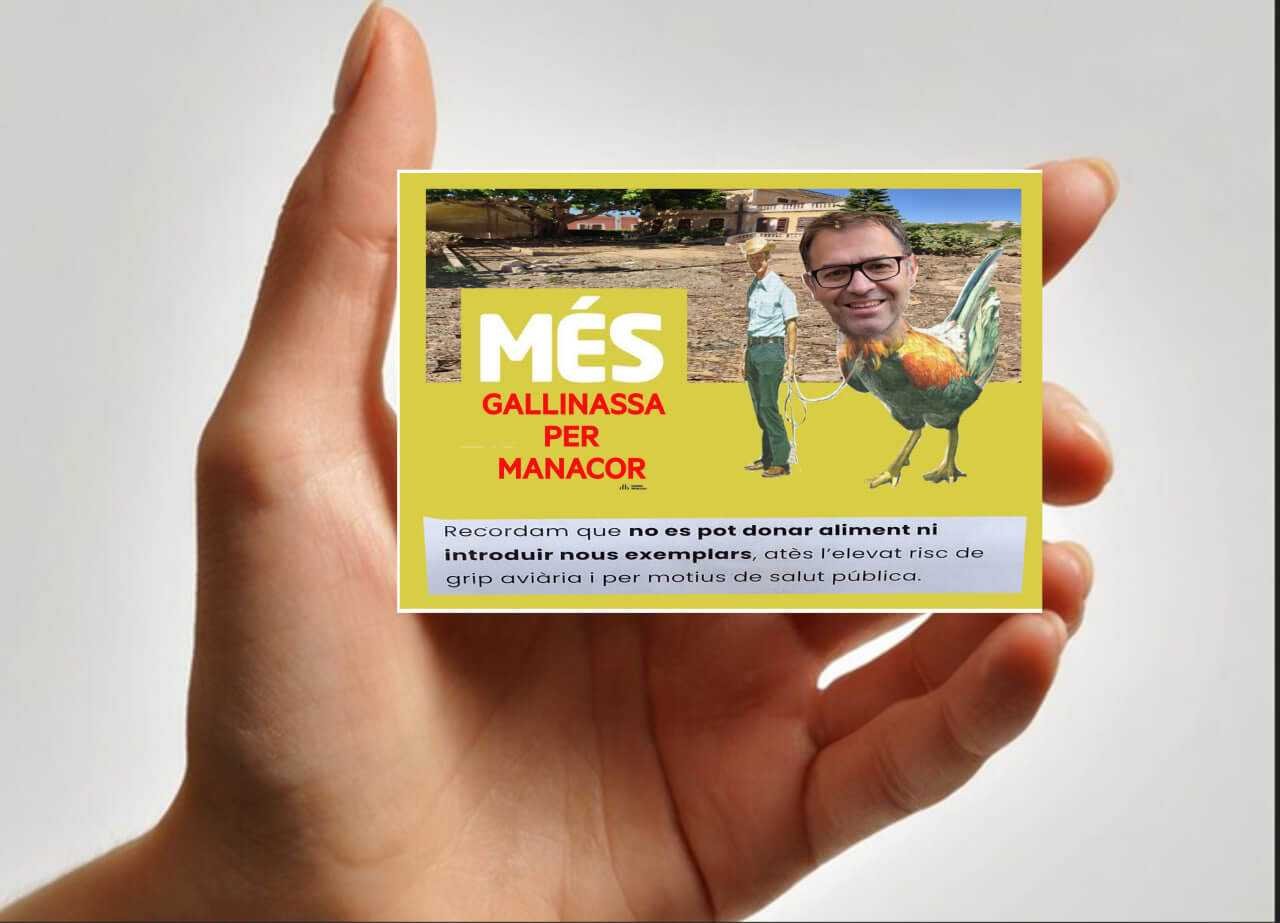Mano sosteniendo una tarjeta con el montaje satírico Més Gallinassa per Manacor y la cara de Miquel Oliver en un gallo